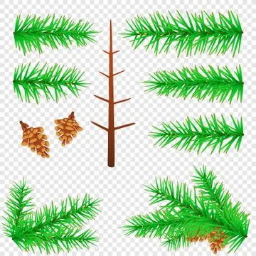 Spruce branch transparent background Stock Illustration