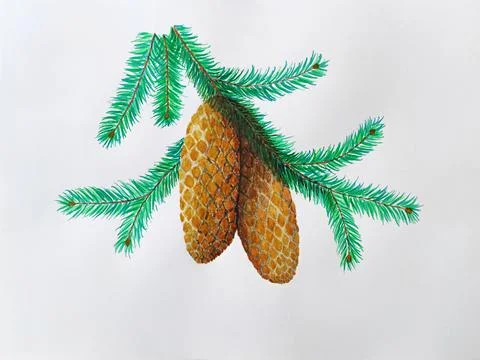Spruce branch with two cones Stock Illustration