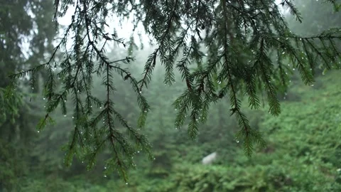 Spruce branch under the rain. Rain in the forest. Raindrops are falling. Stock Footage 218440101