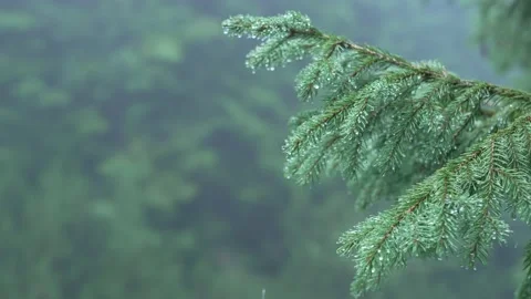 Spruce branch under the rain. Raindrops are falling. Rain in the forest Stock Footage 214327680