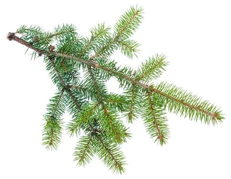 Spruce branch on white background isolate Stock Photos
