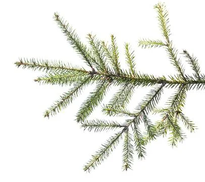 Spruce branch on white background isolate Stock Photos