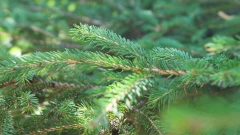 Spruce branch in wind Видео 130880587