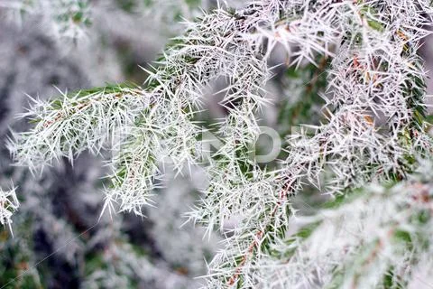 Spruce branch in winter Stock Photos
