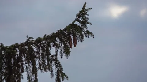 Spruce branch witch cones on sky background Stock Footage 60766445