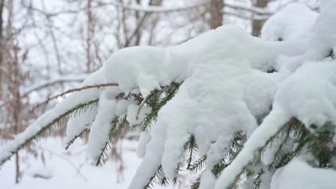Spruce branches after snowfall. falling snow from spruce pine branches Stock Footage 146304111