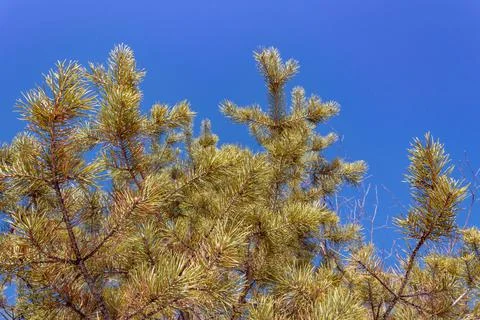 Spruce branches against the background of a blue spring, cloudless sky. Stock Photos