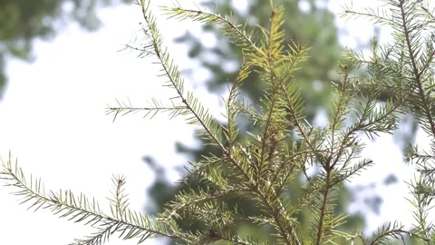 Spruce branches against the blue sky Stock Footage 153084693