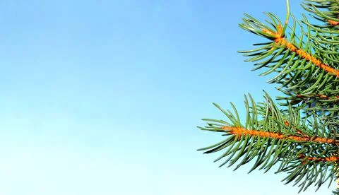 Spruce branches against a blue sky. Stock Photos