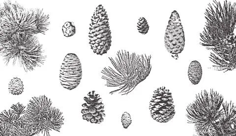 Spruce branches and cones set. Christmas stippling photocopy illustration Stock Illustration