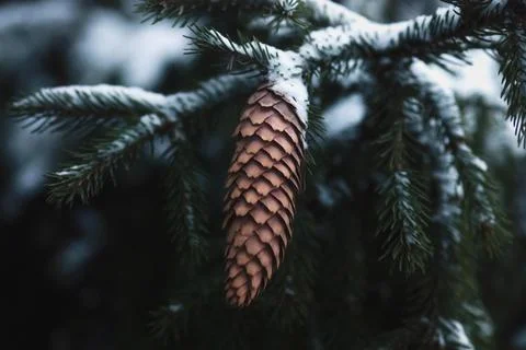 Spruce branches and pine cone under snow in winter forest Фото