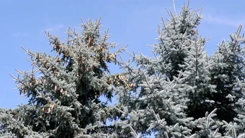 Spruce branches are moving in the wind. Blue sky background. Stock Footage 159603037