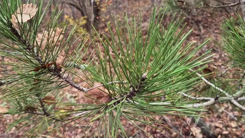Spruce branches in the autumn forest Stock Footage 220039362