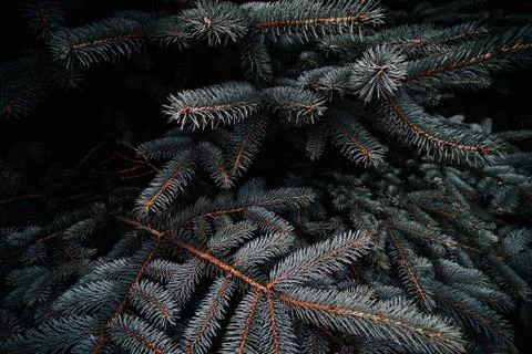 Spruce branches background pattern 写真素材