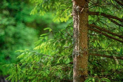 Spruce branches background. Stock Photos