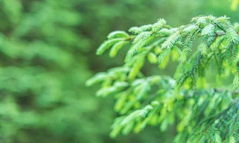 Spruce branches background. Stock Photos