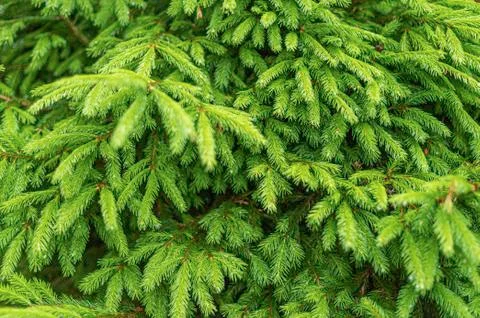 Spruce branches background. Stock Photos