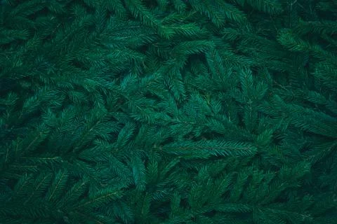 Spruce branches background Stock Photos