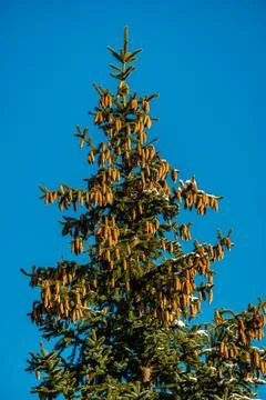 Spruce branches in the blue sky background Stock Photos