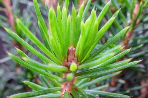Spruce branches as a close-up as background Stock-Fotos