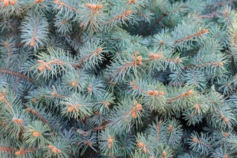 Spruce branches as a close-up as background Stock-Fotos