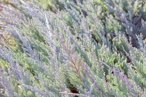 Spruce branches as a close-up as background 스톡 사진