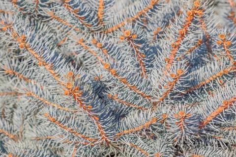 Spruce branches as a close-up as background Fotos Stock