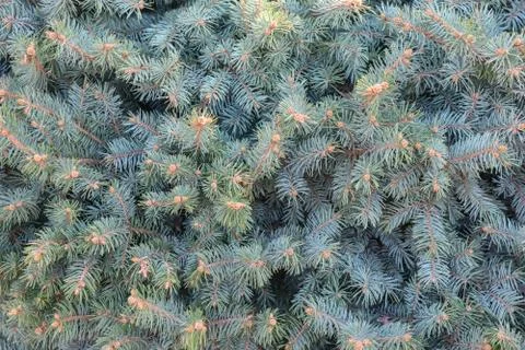 Spruce branches as a close-up as background 스톡 사진