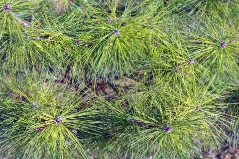 Spruce branches as a close-up as background Photos