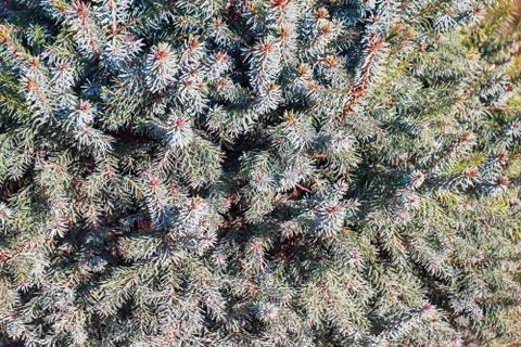 Spruce branches as a close-up as background Stock-Fotos