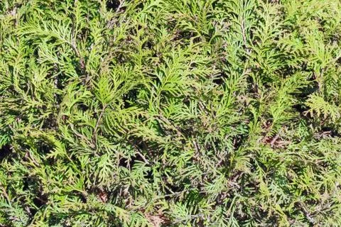 Spruce branches as a close-up as background Stock-Fotos