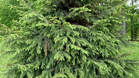 Spruce branches in close-up. Coniferous tree in nature Vídeos de archivo 278058329