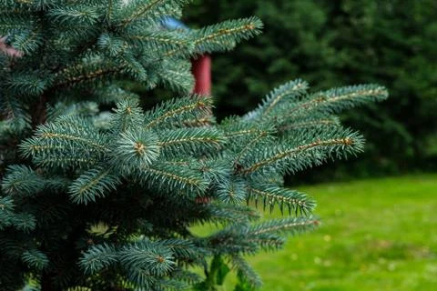 Spruce branches close-up. Stock Photos