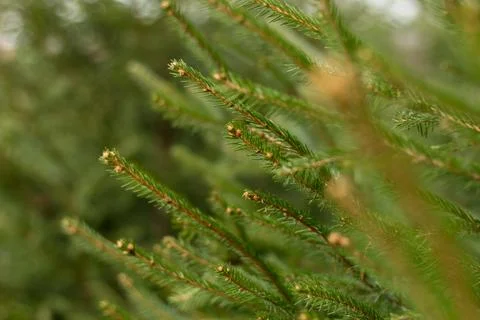 Spruce branches close-up, spring forest.... spruce branches close-up, spring  Stock Photos