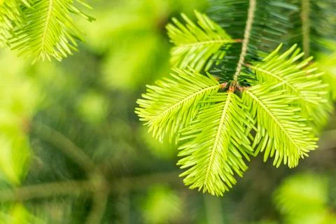 Spruce branches close-up, spring forest.... spruce branches close-up, spring  Stock Photos