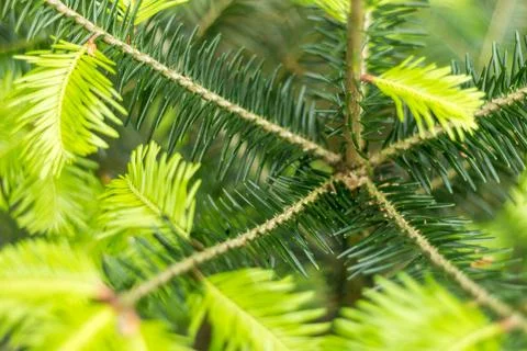 Spruce branches close-up, spring forest.... spruce branches close-up, spring  Stock Photos