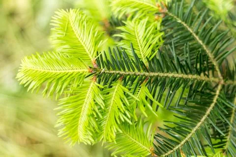 Spruce branches close-up, spring forest.... spruce branches close-up, spring  Stock Photos