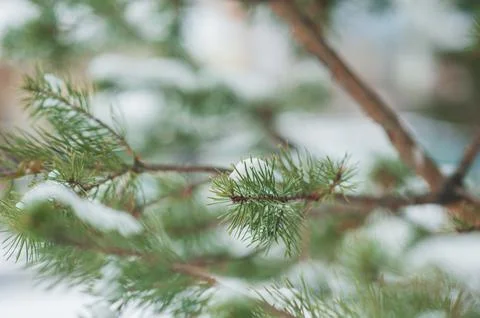 Spruce branches close-up in winter Stock Photos