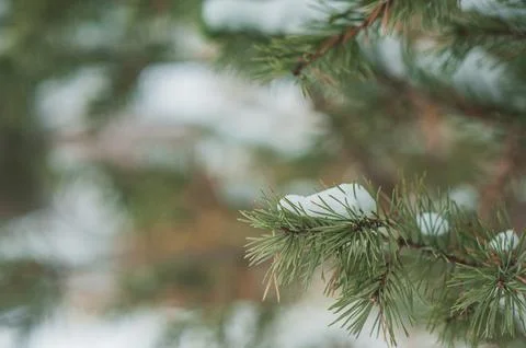 Spruce branches close-up in winter Stock Photos