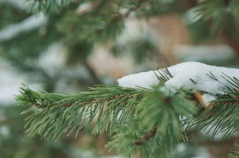Spruce branches close-up in winter Stock Photos