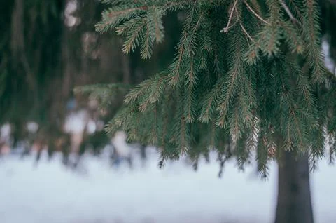 Spruce branches close-up in winter Stock Photos