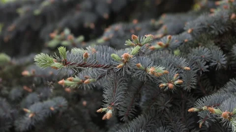 Spruce Branches Close-up. Young Branches Of A Coniferous Tree, With Young Cones  Stock Footage 197078453