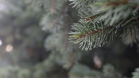 Spruce branches closeup Stock Footage 81478482