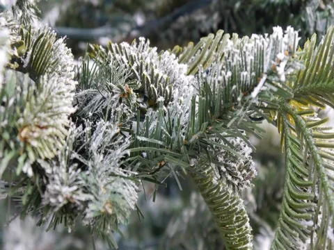 Spruce branches with cones and snow Stock Footage 82024873