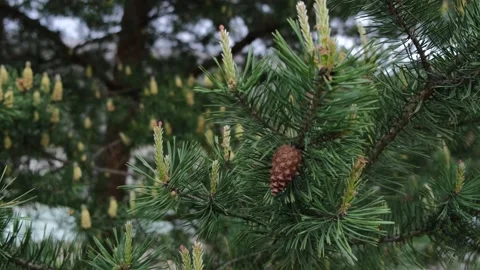 Spruce branches with cones and young shoots Stock Footage 153212959