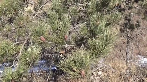 Spruce branches with cones are swinging in the wind Stock Footage 75557216