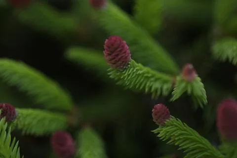 Spruce branches with cones close up Stock Photos