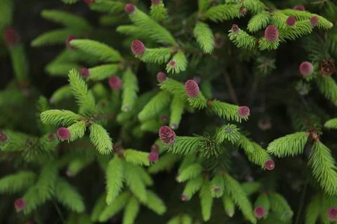 Spruce branches with cones close up Stock Photos