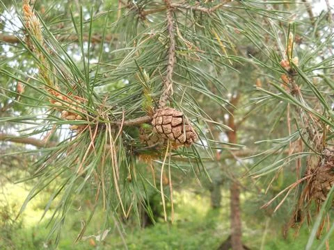 Spruce branches with cones Stock Photos