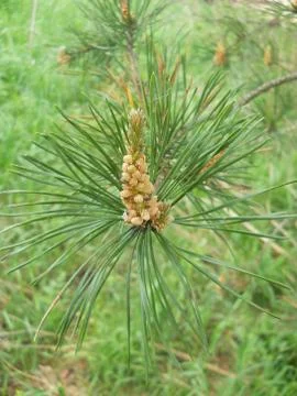 Spruce branches with cones Foto stock